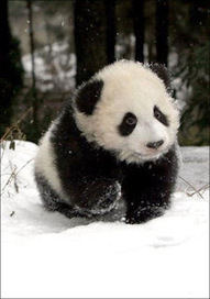 Google Panda Update Number 20 - Seo Sandwitch Blog | Google Penalty World | Scoop.it
