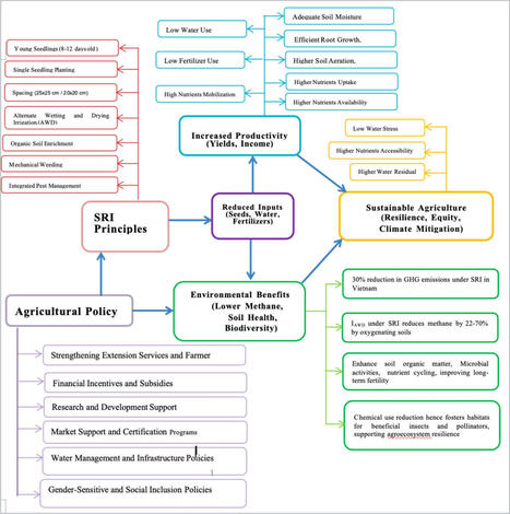 TANZANIA: Comprehensive Review of the System of Rice Intensification to Enhance Productivity and Environmental Sustainability in Major Rice-Producing Countries  | SRI Global News ++ June - September 2025    System of Rice Intensification (SRI) | Scoop.it
