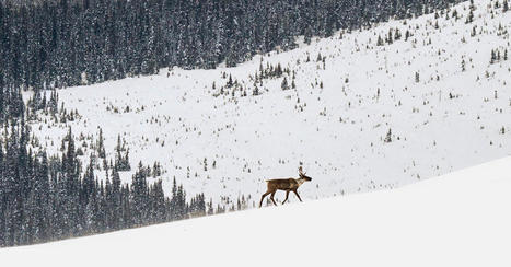In Quebec, the Clash Over Caribou Heats Up - The New York Times | Ils parlent de nous ! | Scoop.it