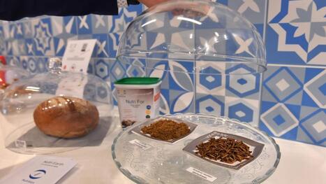 À Carvin, Nutriearth industrialise sa production de vitamine D3 à partir de vers de farine | revue de presse | Scoop.it