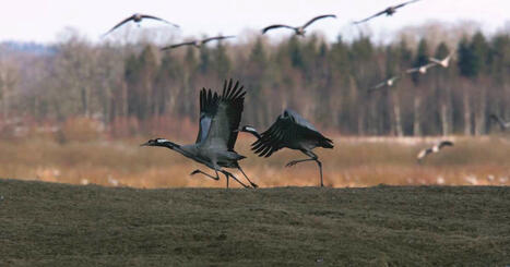 Suomalaiset loivat j&auml;ttim&auml;isen linturunoaarteen &ndash; Yle julkaisi 4000 runon kokoelman verkossa | Yle Luonto | Yle | 1Uutiset - Lukemisen t&auml;hden | Scoop.it