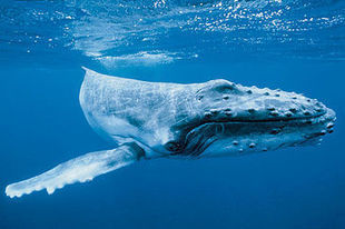 Les baleines sont les « ingénieurs » des océans | Zones humides - Ramsar - Océans | Scoop.it