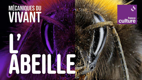 M&eacute;caniques du vivant, saison 4 : l'abeille (int&eacute;grale) | Vari&eacute;t&eacute;s entomologiques | Scoop.it