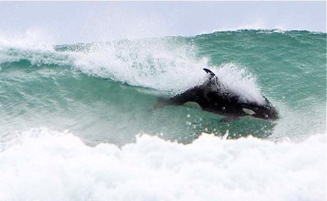New Zealand orcas join surfers in search for the perfect wave | Life is a beach | Scoop.it
