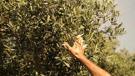 DIÈTE MÉDITERRANÉENNE - Comment l'huile d'olive est devenue la nouvelle passion des gourmets | CIHEAM Press Review | Scoop.it