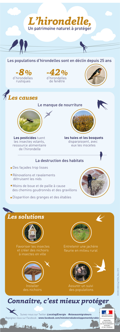 Les 9 et 10 mai : journ&eacute;es mondiales des oiseaux migrateurs - Minist&egrave;re du D&eacute;veloppement durable | Biodiversit&eacute; | Scoop.it