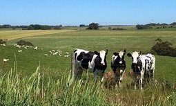 L’Australie pourrait bientôt devoir importer du lait si la crise continue | Economie de l'Elevage | Scoop.it
