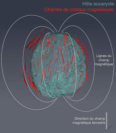 Une symbiose magnétique entre des bactéries et un protiste | EntomoNews | Scoop.it