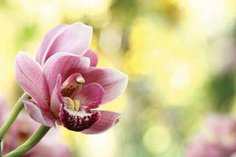 Chemistry in bloom - out of the lab and into the wild! | Rainforest CLASSROOM | Scoop.it