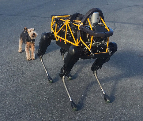 Two of Google's Most Famous Dogs Really Don't Get Along | HMD hot spot | Scoop.it