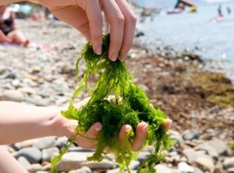 [innovation] Les algues marines comme matériau d’isolation | Build Green, pour un habitat écologique | Scoop.it