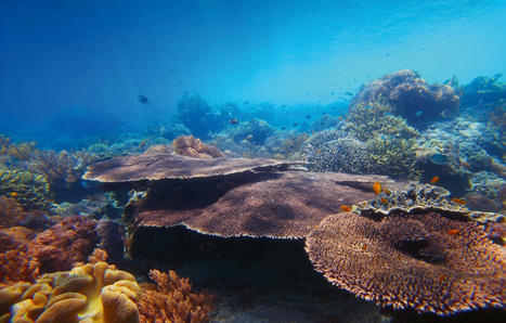 #Oceans #Coral: Corals, reef builders | World Oceans News | Scoop.it