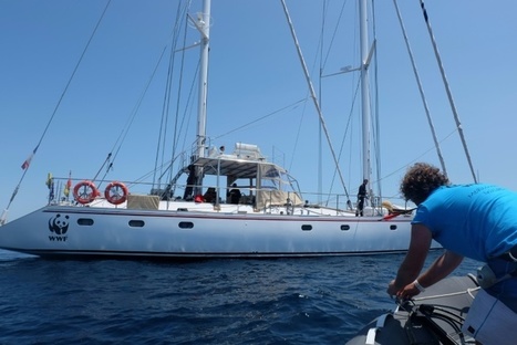 Méditerranée : les cétacés menacés par les touristes | GREENEYES | Scoop.it