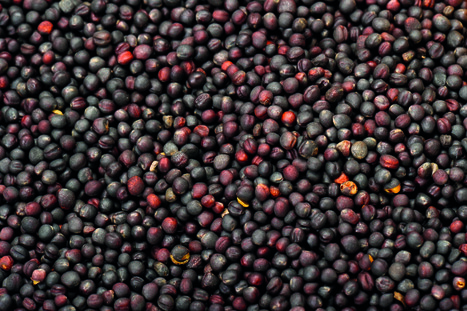 200 000 tonnes de graines « Empreinte by Saipol » transformées une première étape clé vers 1 million de tonnes en 2030 | ITERG - Veille sectorielle | Scoop.it