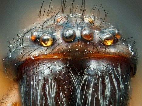 En images : 15 monstres immensément petits | Variétés entomologiques | Scoop.it