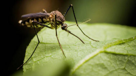 Les Europ&eacute;ens tr&egrave;s critiques vis-&agrave;-vis du for&ccedil;age g&eacute;n&eacute;tique | Vari&eacute;t&eacute;s entomologiques | Scoop.it