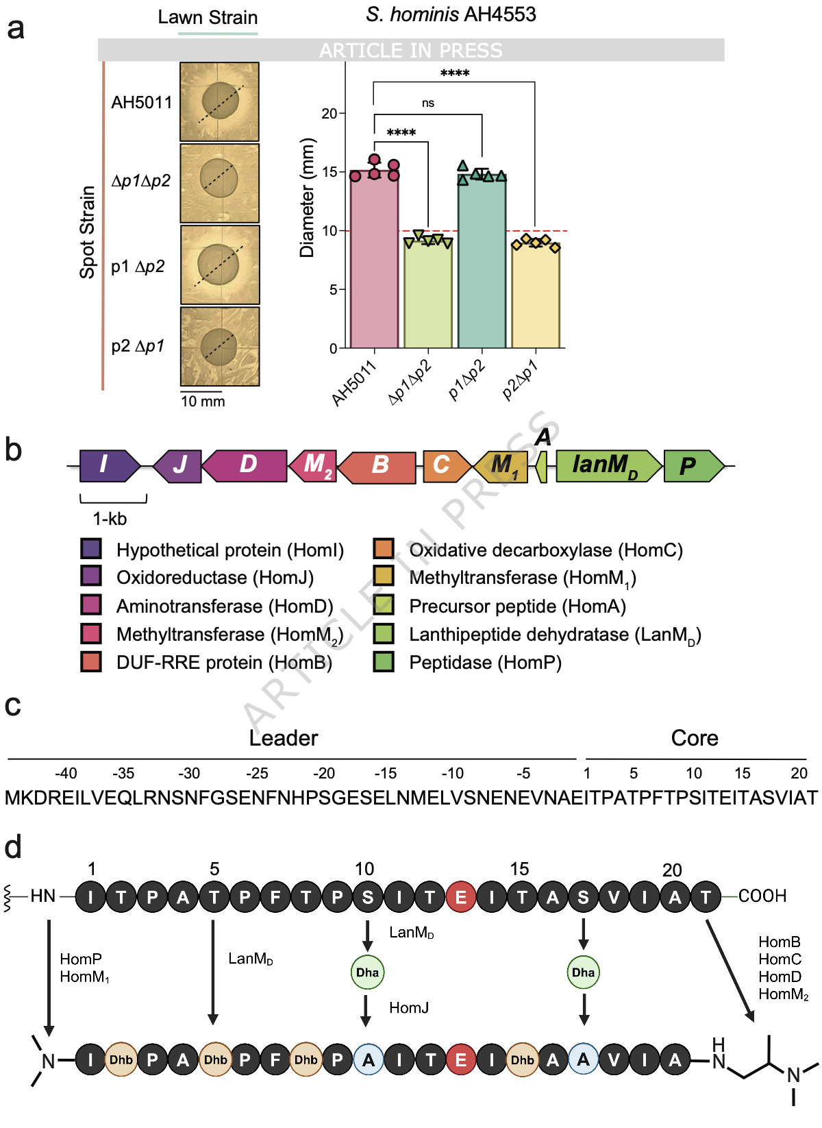 An antimicrobial daptide from human skin commen...