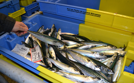 Le lorientais Oc&eacute;alliance signe le rachat de la PME boulonnaise SN Cofima | revue de presse | Scoop.it