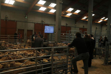 Les marchés aux ovins à l’heure du cadran | Actualité Bétail | Scoop.it