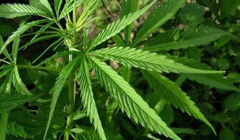 New Jersey parents fight to get medical marijuana for young child | Beckley News : Cannabis - Marijuana | Scoop.it