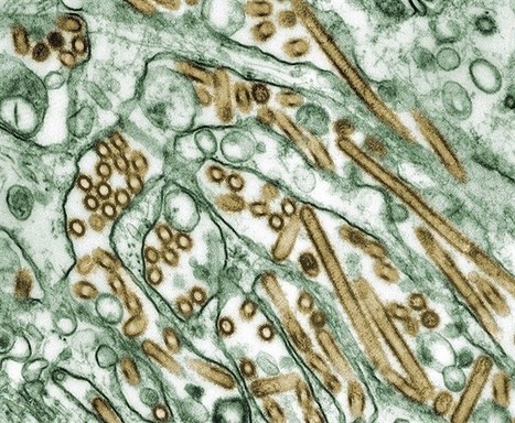 Scientists fear row over bird flu studies may undermine credibility of the field - Winnipeg Free Press | Virology News | Scoop.it