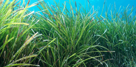 CHANGEMENT CLIMATIQUE : Préserver les herbiers de Posidonie, ces précieux puits de carbone sous-marins | CIHEAM Press Review | Scoop.it