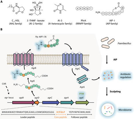 Autoinducing peptides regulate antibiotic production to potentially shape root microbiome | SAdv | RMH | Scoop.it