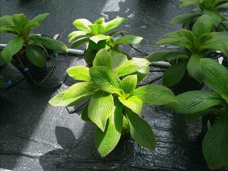 Des plantes rendues résilientes à la sécheresse | GREENEYES | Scoop.it