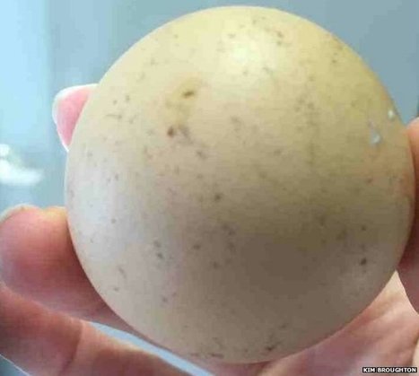 'Mad chicken woman' sells round egg | No Such Thing As The News | Scoop.it