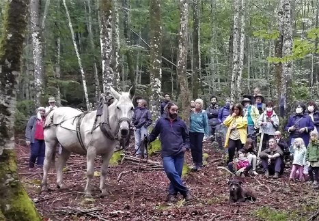 Des marches contre le projet de la scierie Florian les 20 et 21 mars #IntlForestDay #JIF2021 | Vallées d'Aure & Louron - Pyrénées | Scoop.it