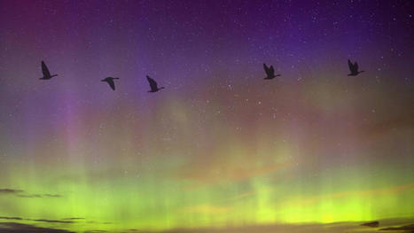 Severe space weather can mess up bird migrations, a new study indicates | Design, Science and Technology | Scoop.it