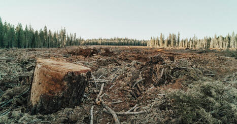 R&egrave;glement europ&eacute;en sur la d&eacute;forestation : comment &eacute;viter de sortir les haches ? | &Eacute;cosyst&egrave;mes Tropicaux | Scoop.it