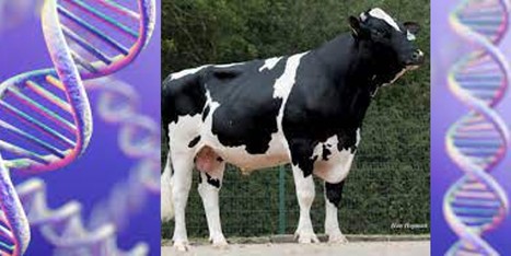 InraE : Quand les chromosomes des bovins s’emmêlent, détecter les anomalies génétiques | Lait de Normandie... et d'ailleurs | Scoop.it