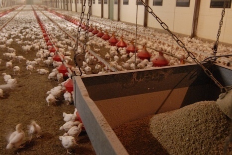 Poulet export, le travail de substitution aux restitutions se poursuit | La Gazette des abattoirs | Scoop.it