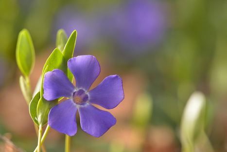 Cinq conseils pour prendre de superbes photos de fleurs en macro | PHOTOS VIDÉOS : TRUCS, ASTUCES, MATÉRIEL | Scoop.it