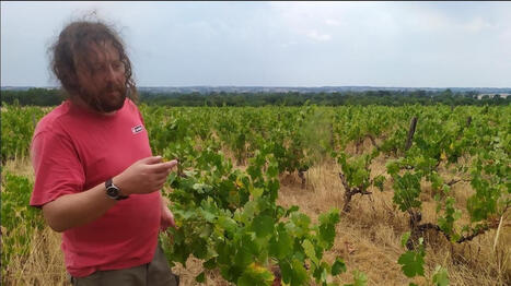 &laquo;&nbsp;Je fais entre 10&nbsp;000&nbsp;et 25&nbsp;000 bouteilles&nbsp;&raquo;&nbsp;: Charles produit un vin naturel dans son domaine en Maine-et-Loire - Ouest France [Abonn&eacute;s] | Agriculture en Pays de la Loire | Scoop.it