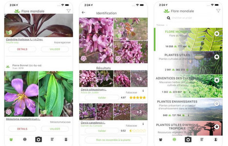 Pl@ntNet - Application universelle d'identification des plantes à partir de photos. | Courants technos | Scoop.it