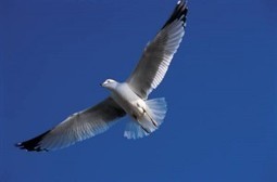 Giving Feedback – Seagull Style — Giving Feedback | Feedback That Serves | Scoop.it