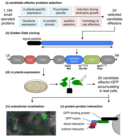 MPMI: Candidate Effector Proteins of the Rust Pathogen Melampsora Larici-Populina Target Diverse Plant Cell Compartments (2015) | Plant Pathogenomics | Scoop.it