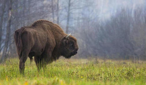 Rétablissement du bison d’Europe, 31 espèces déclarées éteintes - Liste rouge de l’UICN | Biodiversité | Scoop.it