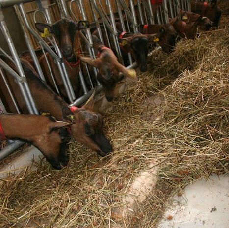 Faut-il tolérer du refus dans l’alimentation des chèvres laitières ? | SCIENCES DE L' ANIMAL | Scoop.it