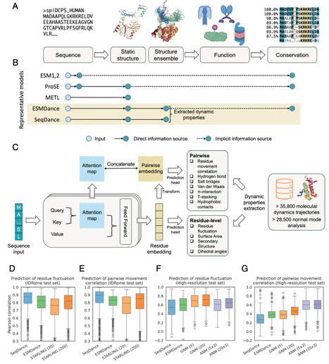 Protein language models trained on biophysical dynamics inform mutation effects | pnas | RMH | Scoop.it
