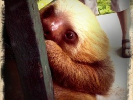 Sloths Could Be Carrying Cancer Treatment Around On Their Backs - Geekosystem | RAINFOREST EXPLORER | Scoop.it