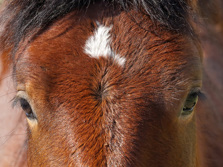 Le cheval est capable de lire nos &eacute;motions | Cheval et Nature | Scoop.it