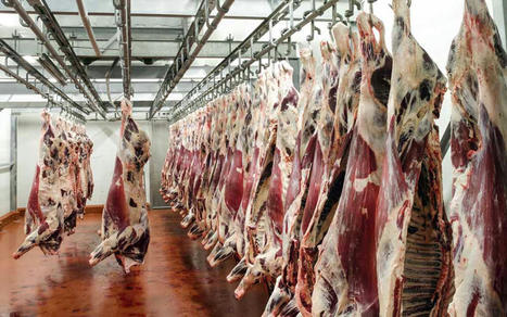 La production de viande bovine baisserait encore en 2023 | Actualité Bétail | Scoop.it