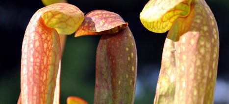 La Sarracenia : une plante carnivore pour lutter contre le frelon asiatique | EntomoScience | Scoop.it