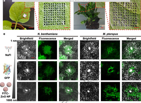 Amphibious microneedles for programmable delivery of biomolecules and microorganisms in living plants | Ncm | RMH | Scoop.it