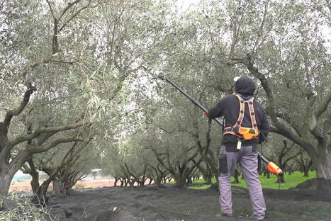 "Ce sont ces infinitésimaux qui font la différence" : comment ces deux visions se complètent pour produire une huile d’olive française compétitive | CORPS GRAS | Scoop.it