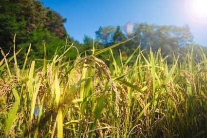 NIGERIA: Environment Smart Rice Farming | Global News from SRI-Rice: July-Aug 2020 **sririce.org | Scoop.it
