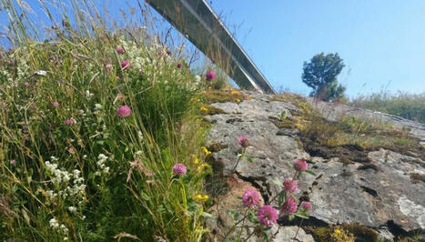 ARCTIC: Foreign plant species threaten the region | LE GRAND NORD | Scoop.it